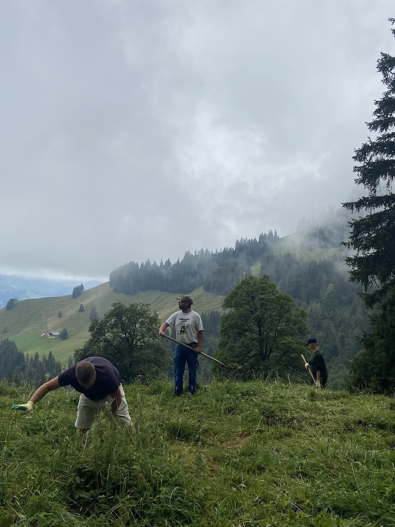 searching the fields and redistributing the cows wares