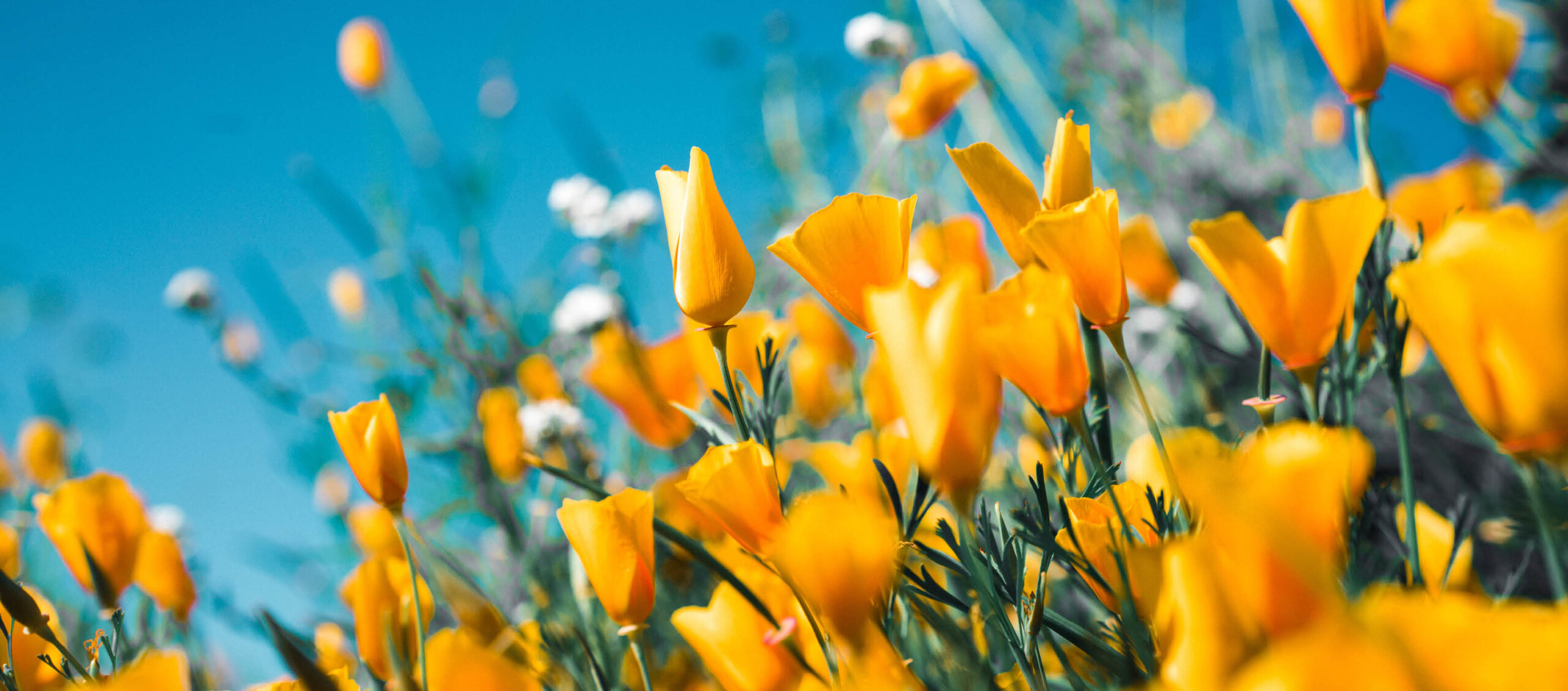 Yellow Flowers