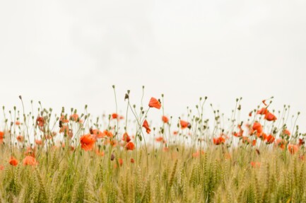 Agentforce Reality Check: 5 Pitfalls Holding Your Deployment Back